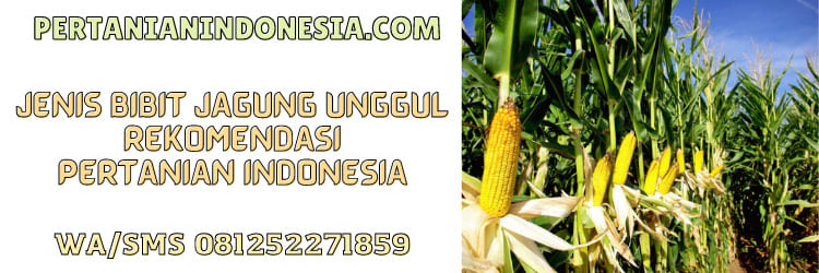 jenis bibit jagung unggul terbaik,terbaik,bibit jagung unggul